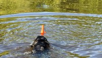 Dog Comets Bobber Groen