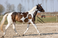 Excellent Horse Hi Gloss Glitter Spray Pink 250 ml